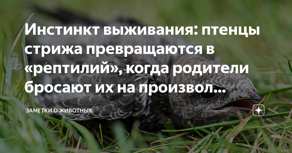 Инстинкт выживания: птенцы стрижа превращаются в «рептилий», когда ...