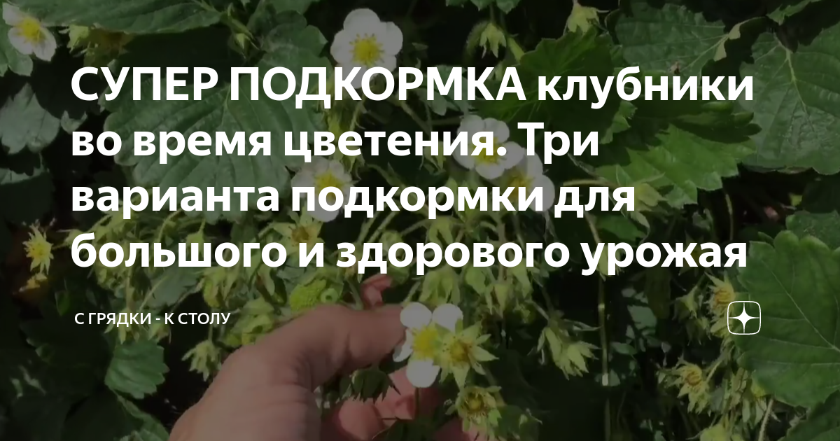 Подкормка клубники. Подкормка клубники во время цветения. План подкормок клубники. Подкормка клубники весной для большого урожая.