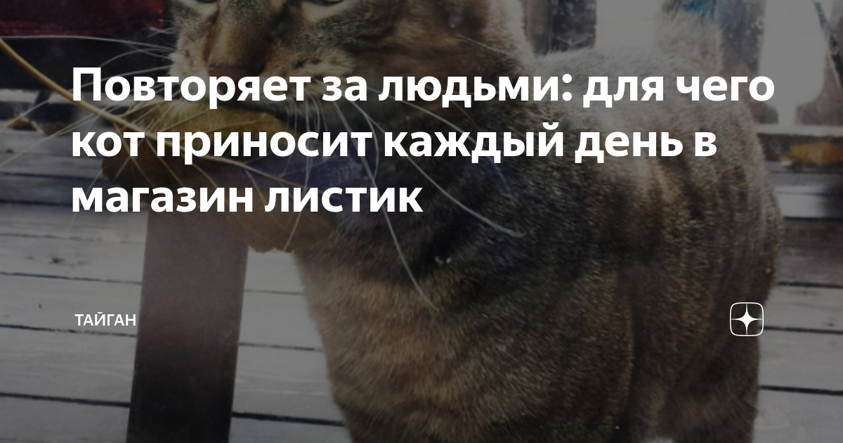 Повторяет за людьми: для чего кот приносит каждый день в магазин листик ...