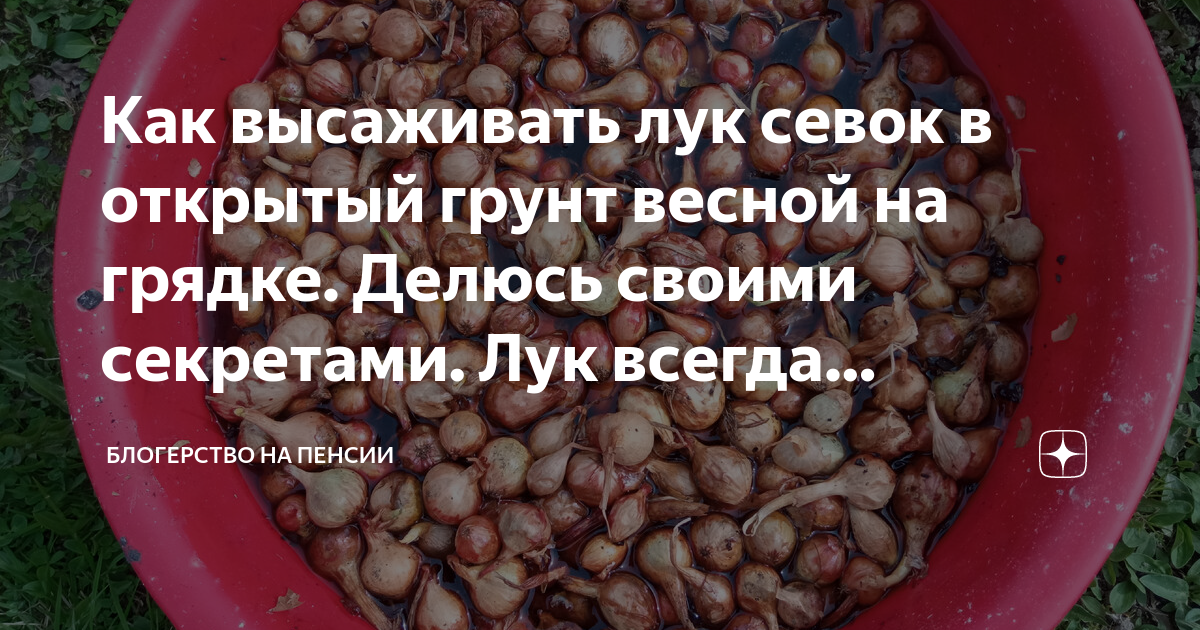 Где хранят севок до посадки