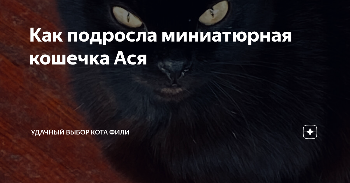 Как подросла миниатюрная кошечка Ася | Удачный выбор кота Фили | Дзен