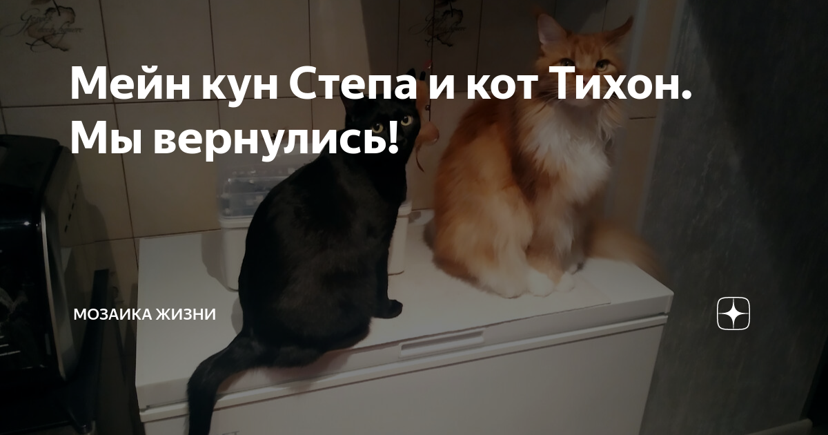 Стул у мейн кунов