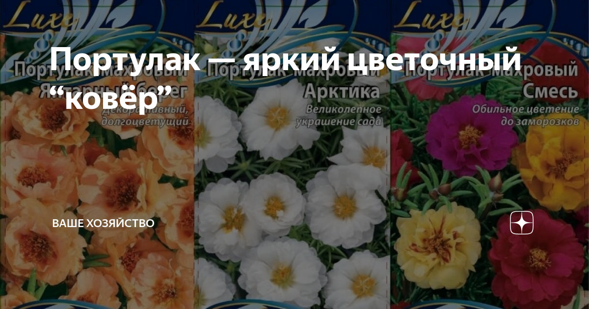 Портулак — яркий цветочный “ковёр” | Ваше хозяйство | Дзен