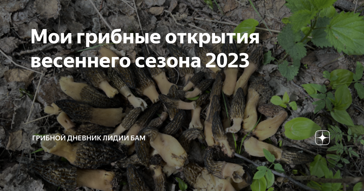 Форум воронежских грибников 2023