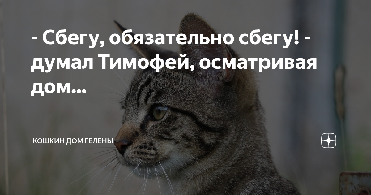 Если убежал кот как его найти. Кот тимоша. мой старый кот сбежал из дома.