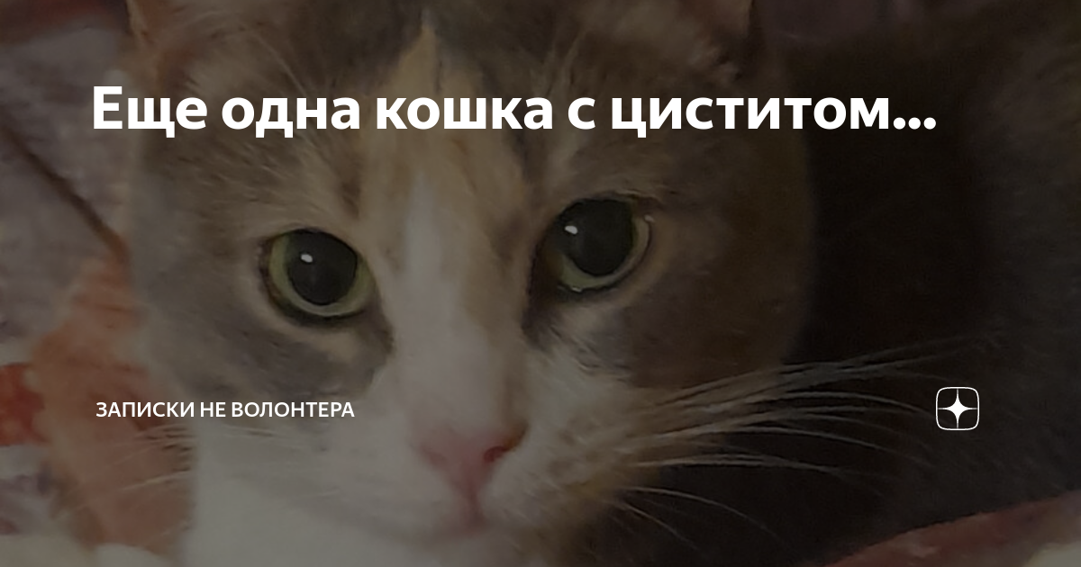 Еще одна кошка с циститом... | Записки НЕ волонтера | Дзен