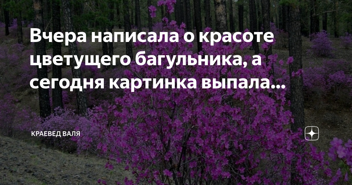 цветущий багульник