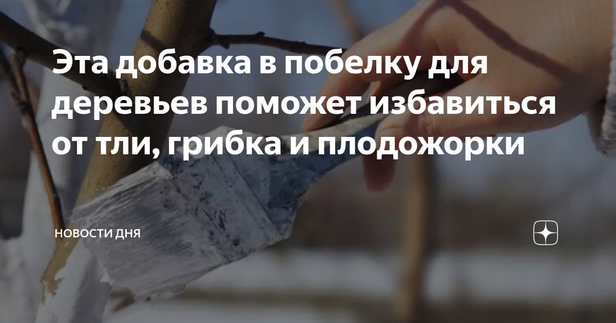 Эта добавка в побелку для деревьев поможет избавиться от тли, грибка и ...