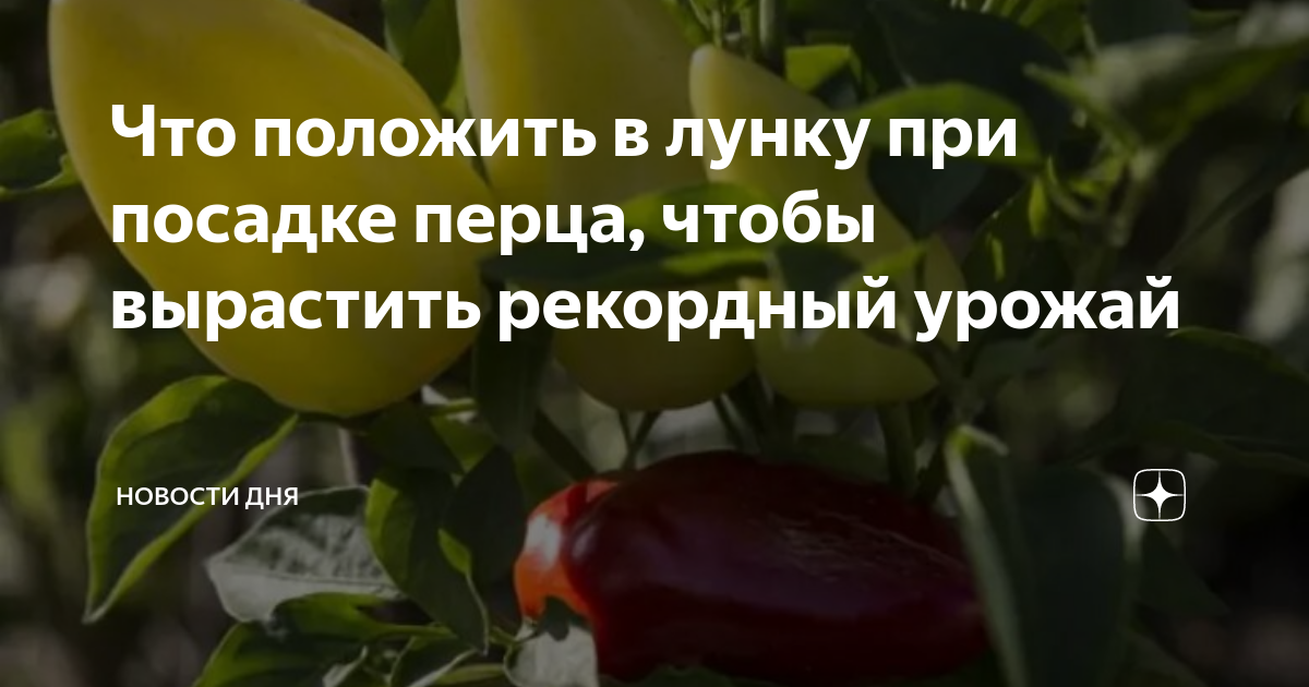 Высадка рассады кукурузы в открытый грунт. Что класть в лунку при посадке перца. Что класть в лунку при посадке перца. Что положить в лунку болгарскому перцу при посадке. Что класть в лунку при посадке перца.
