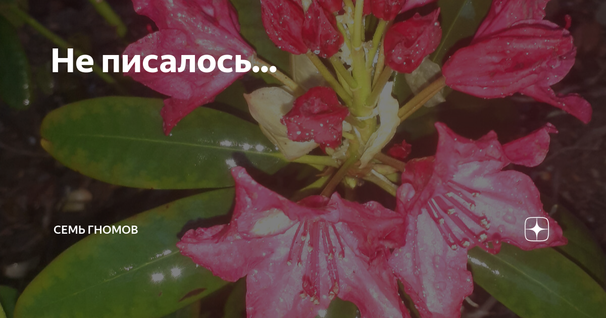 Не писалось... | Семь гномов | Дзен