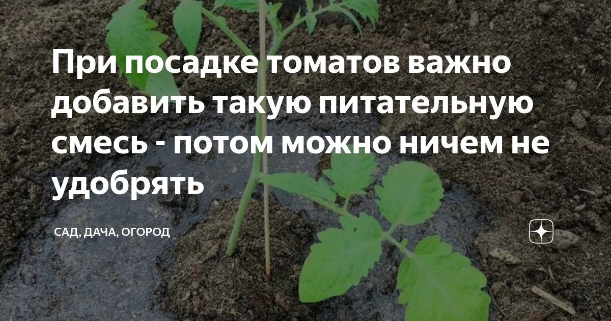 При посадке томатов важно добавить такую питательную смесь - потом ...