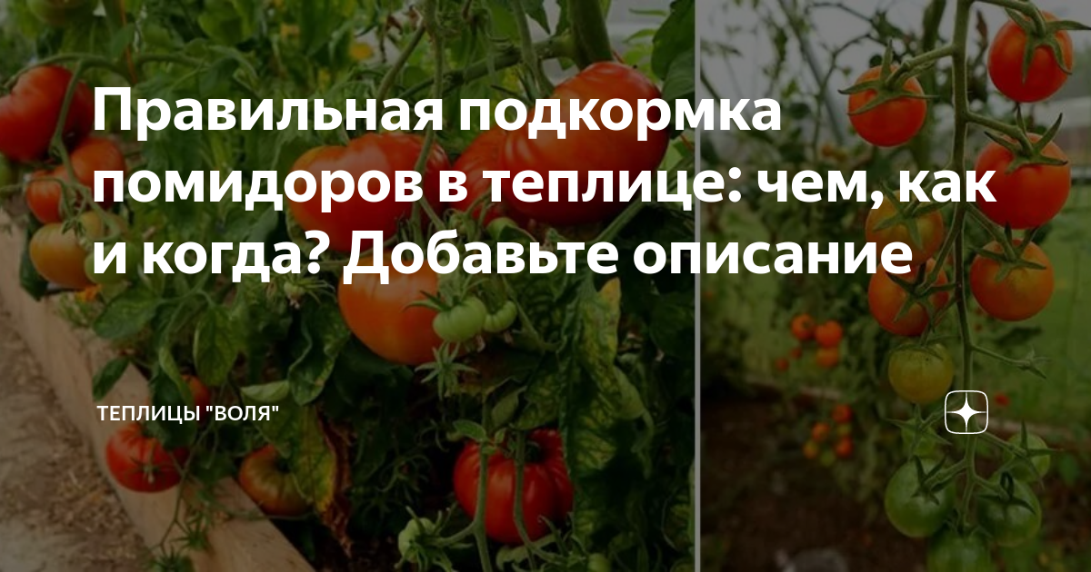 Селитрой можно поливать помидоры