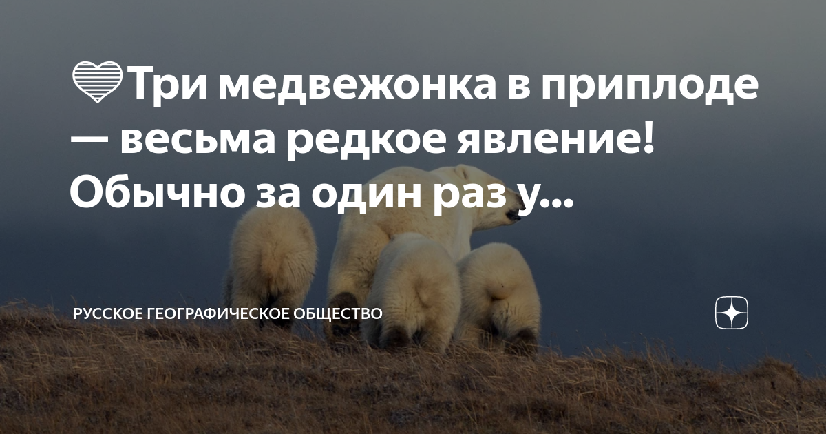 Медведи рождаются зимой. Медведица корень. Текст у белой медведицы родился медвежонок. Еще зимой в трескучие морозы у медведицы рождаются медвежата. У белой медведицы родился медвежонок.