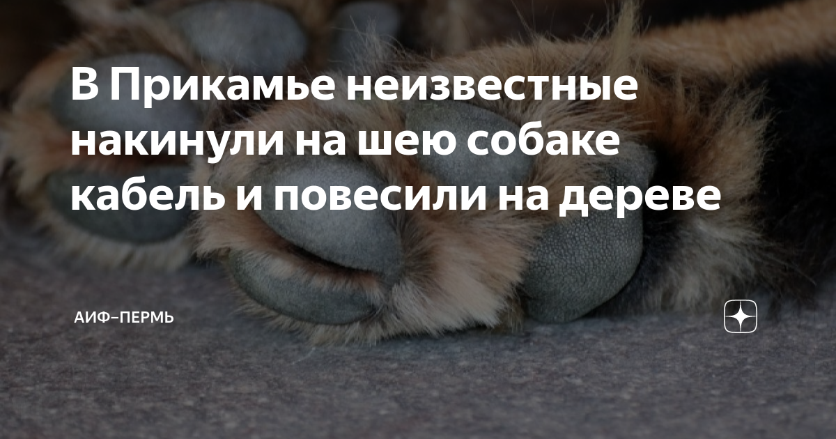 В Прикамье неизвестные накинули на шею собаке кабель и повесили на ...
