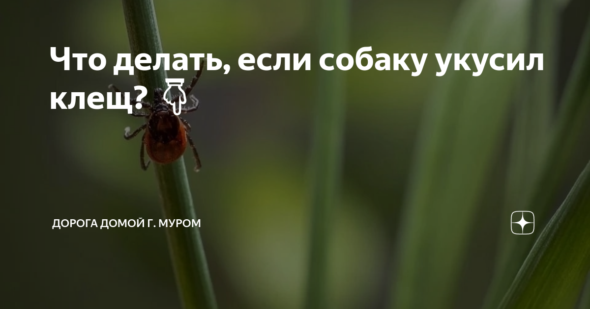 Что делать, если собаку укусил клещ? 👇 | Дорога Домой г. Муром | Дзен