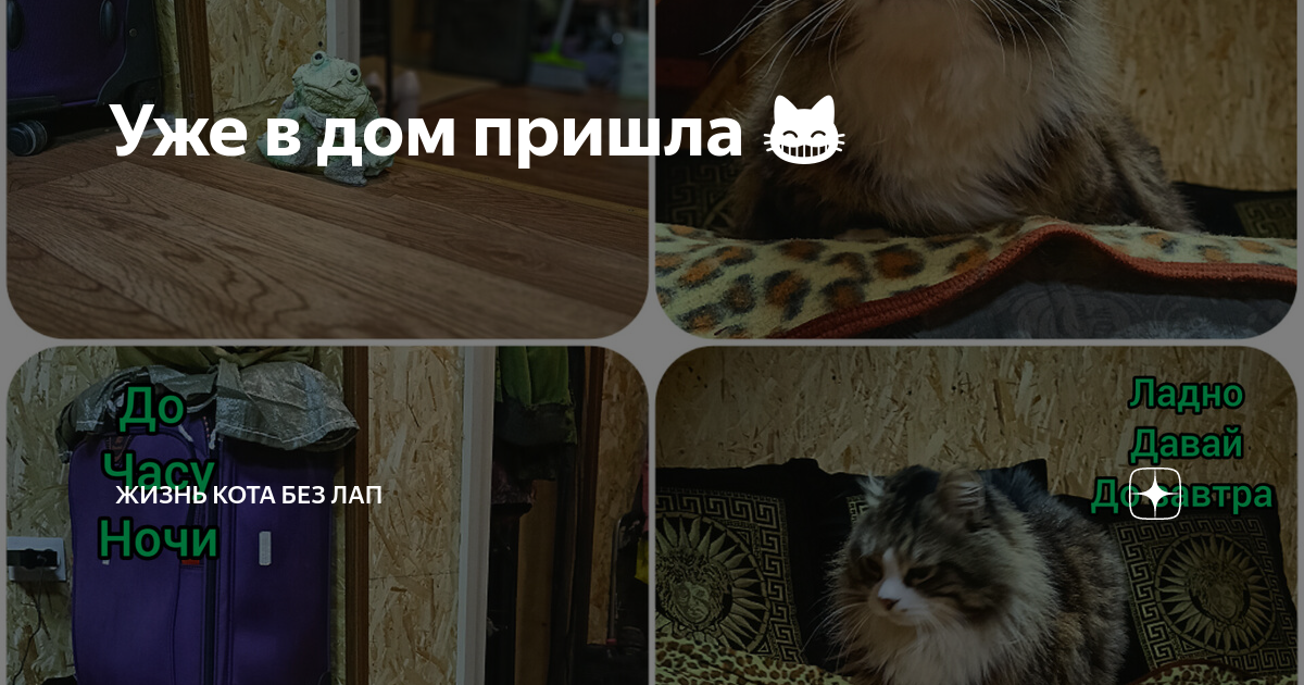 Кот без лап. Дзен кот без лап. Двухлапая кошка. Кот инвалид. Дзен кот без лап.