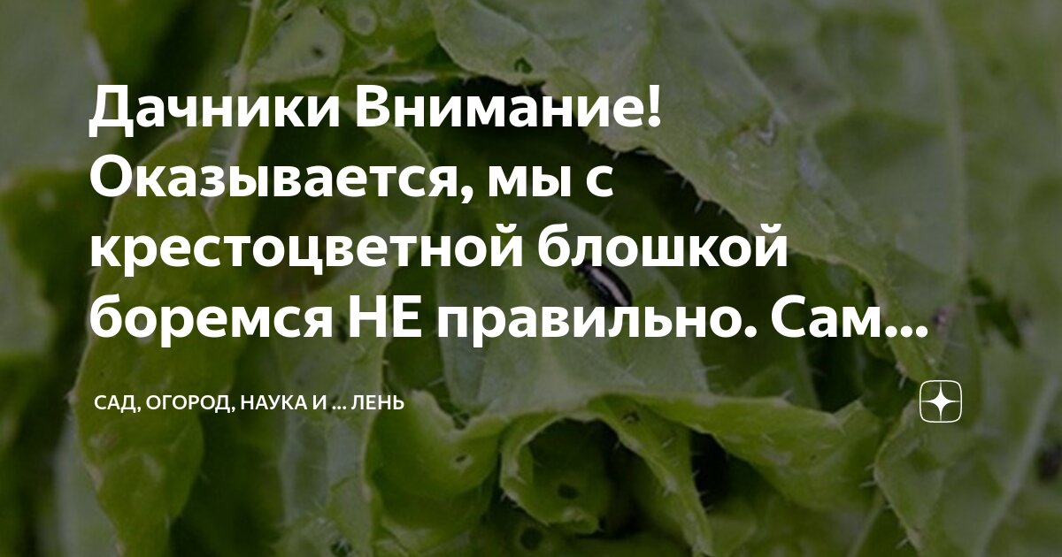 Дачники Внимание! Оказывается, мы с крестоцветной блошкой боремся НЕ ...