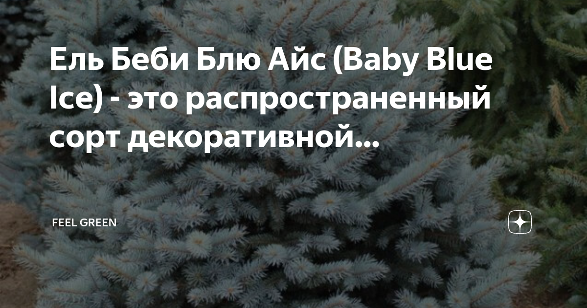 Бихайнд блю айс перевод. Ель Беби Блю айс. Ель колючая Беби Блю. Ель колючая бэби Блю айс. Ель голубая бейби Блю.