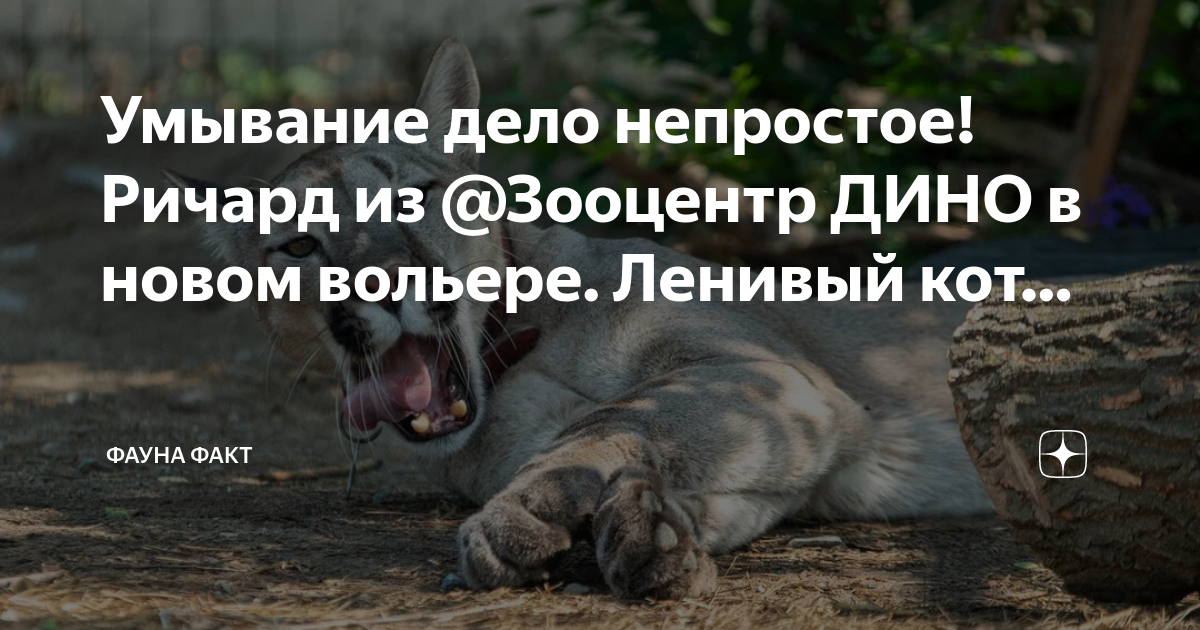 Дело о коте