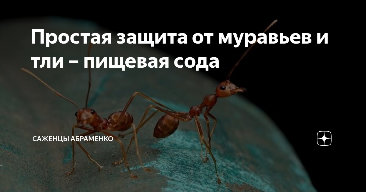 Простая защита от муравьев и тли – пищевая сода | Саженцы Абраменко | Дзен