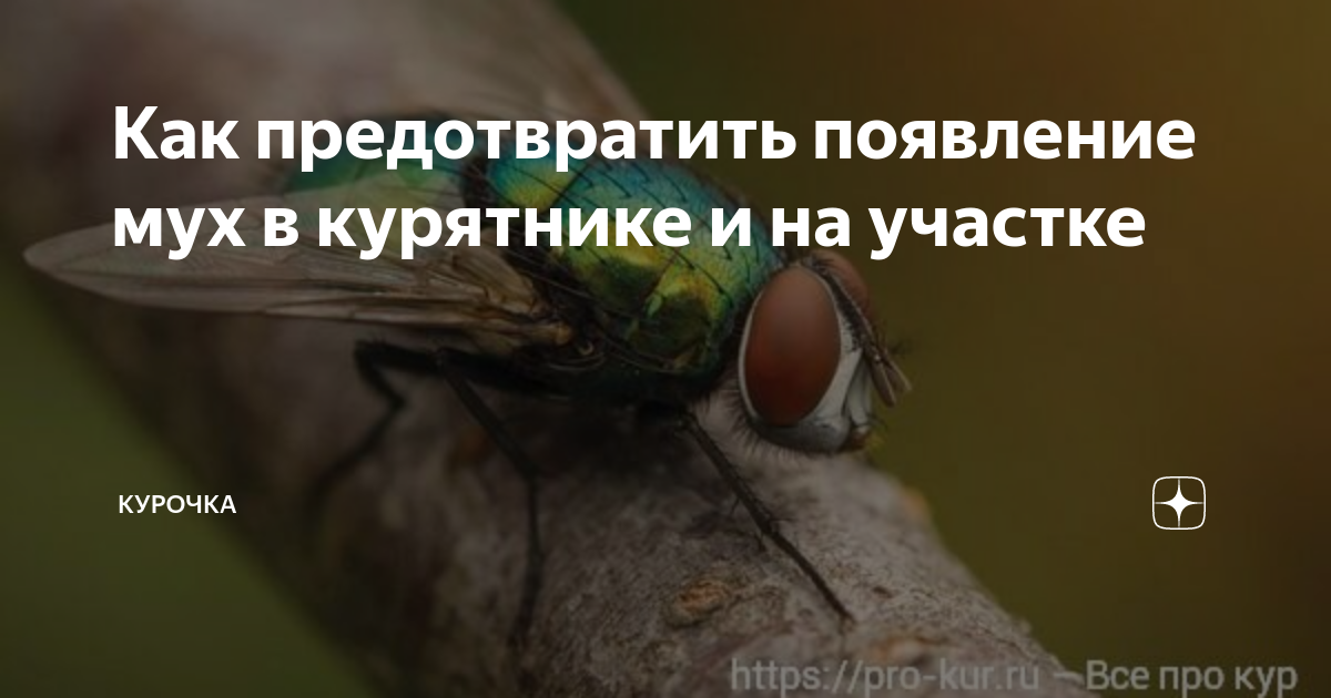 Как предотвратить появление мух в курятнике и на участке 🪰🪰🪰 | Курочка ...