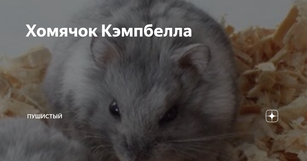 Китай через границу