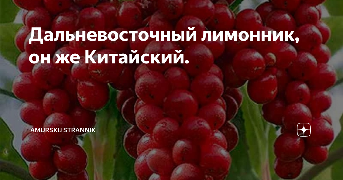 Дальневосточный лимонник, он же Китайский. | Amurskij strannik | Дзен