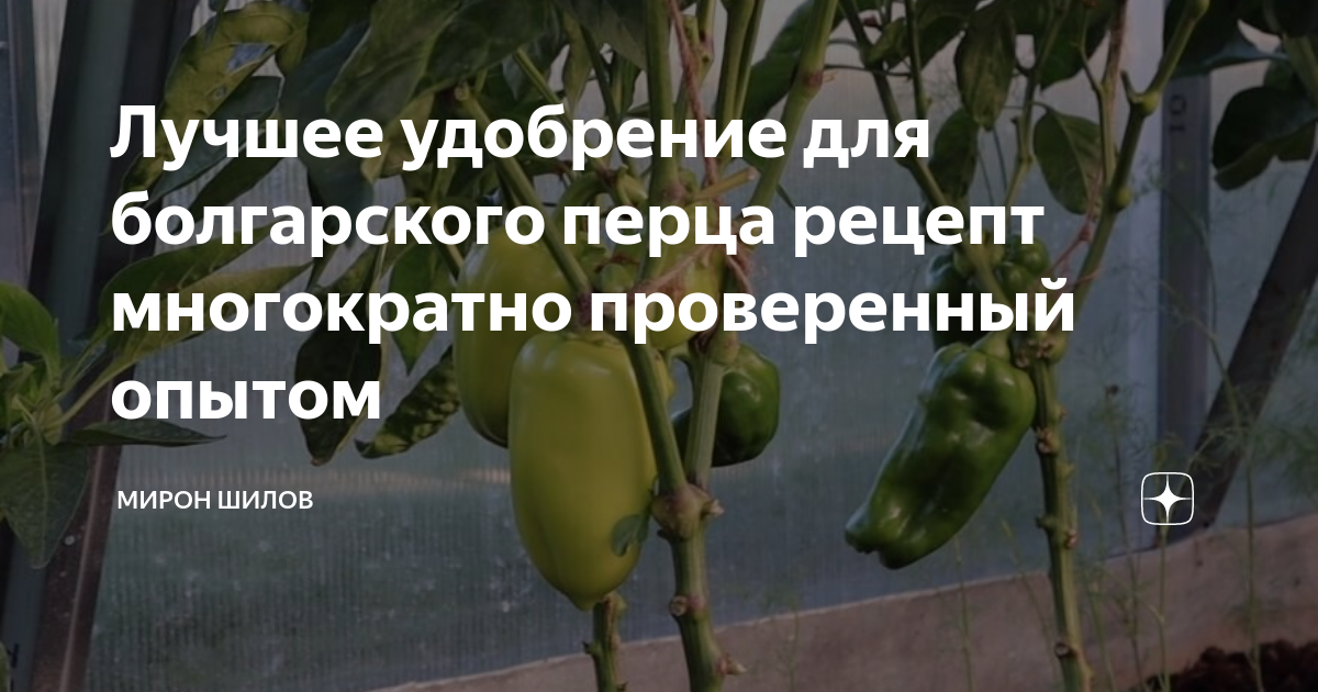 Удобрение для перца болгарского. Схема подкормки болгарского перца. Болгарский перец удобряет. Подкормка для перца в открытом грунте для роста болгарского перца. Картинка пакета семян перца болгарского тепличного.