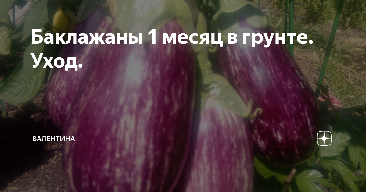 Баклажан жизель схема посадки