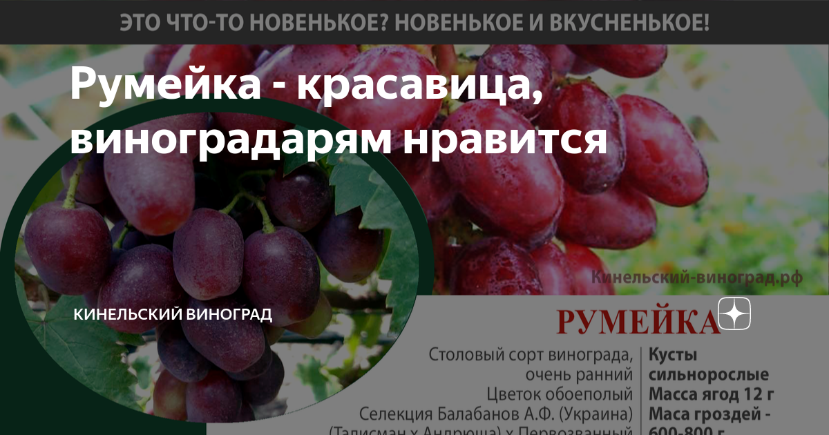 Румейка - саженцы винограда купить