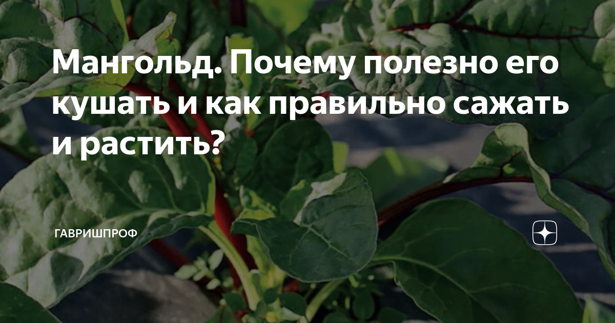 Мангольд. Почему полезно его кушать и как правильно сажать и растить ...