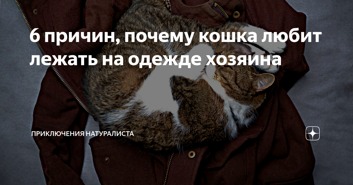почему кошка не может ходить в одежде