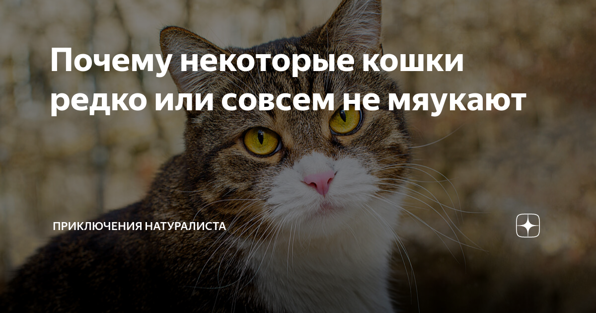 Некоторые кошки