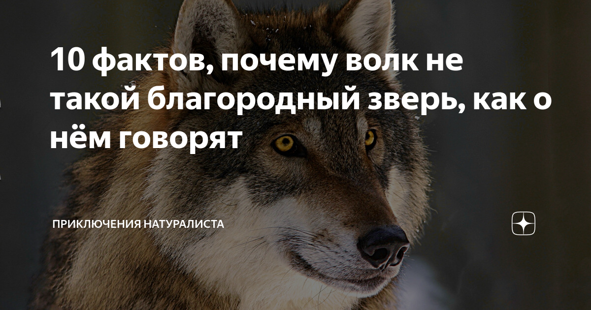 Почему волк санитар