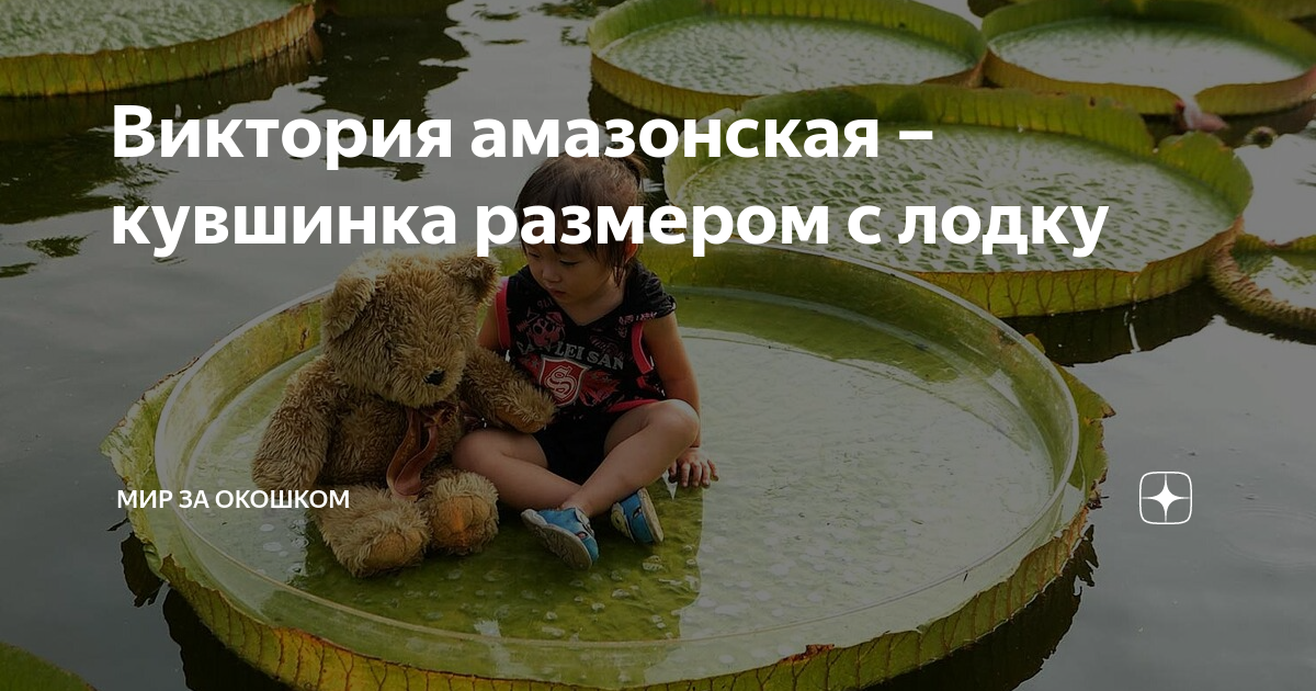 Виктория амазонская – кувшинка размером с лодку | Мир за окошком | Дзен