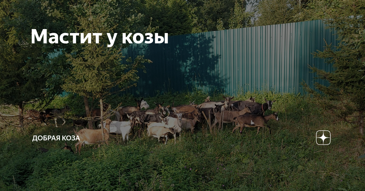 мастит у козы после окота