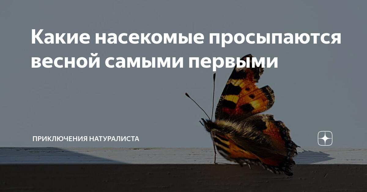 Какие насекомые проснулись