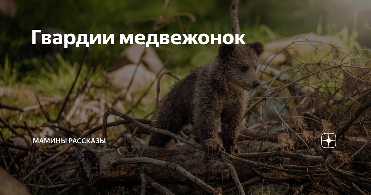 Гвардии медвежонок