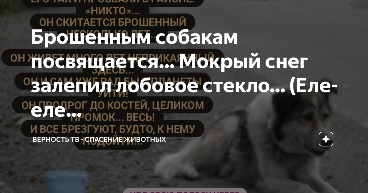 Верность тв спасение животных. Верность тв спасение животных. Верность тв спасение животных. Верность тв спасение животных. Верность тв спасение животных.