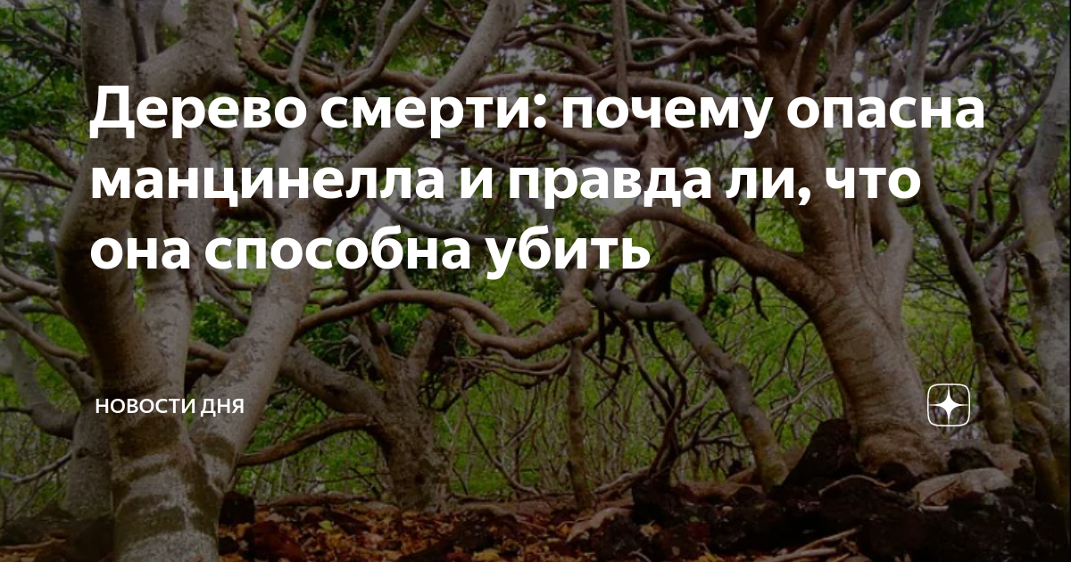 Признаки гибели дерева. Почему умирают деревья. Женское дупло. Стволовые деревья. Деревья гибли.