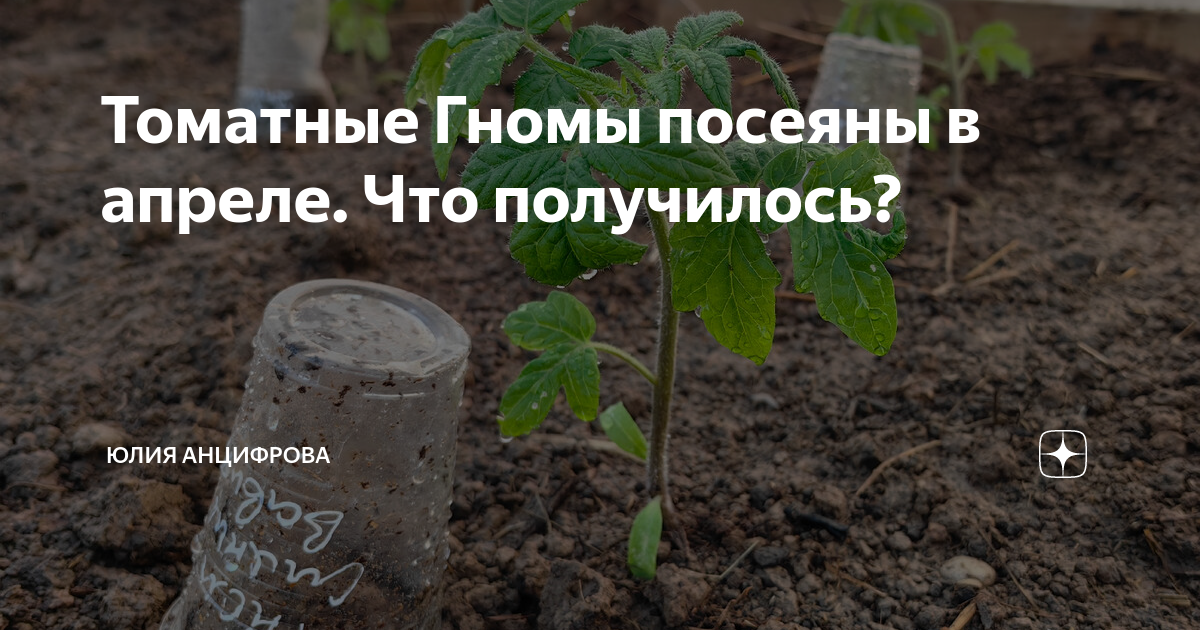 Томатные Гномы посеяны в апреле. Что получилось? | Юлия Анцифрова | Дзен