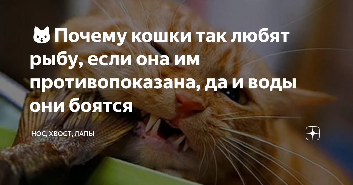 ??Почему кошки так любят рыбу, если она им противопоказана, да и воды ...