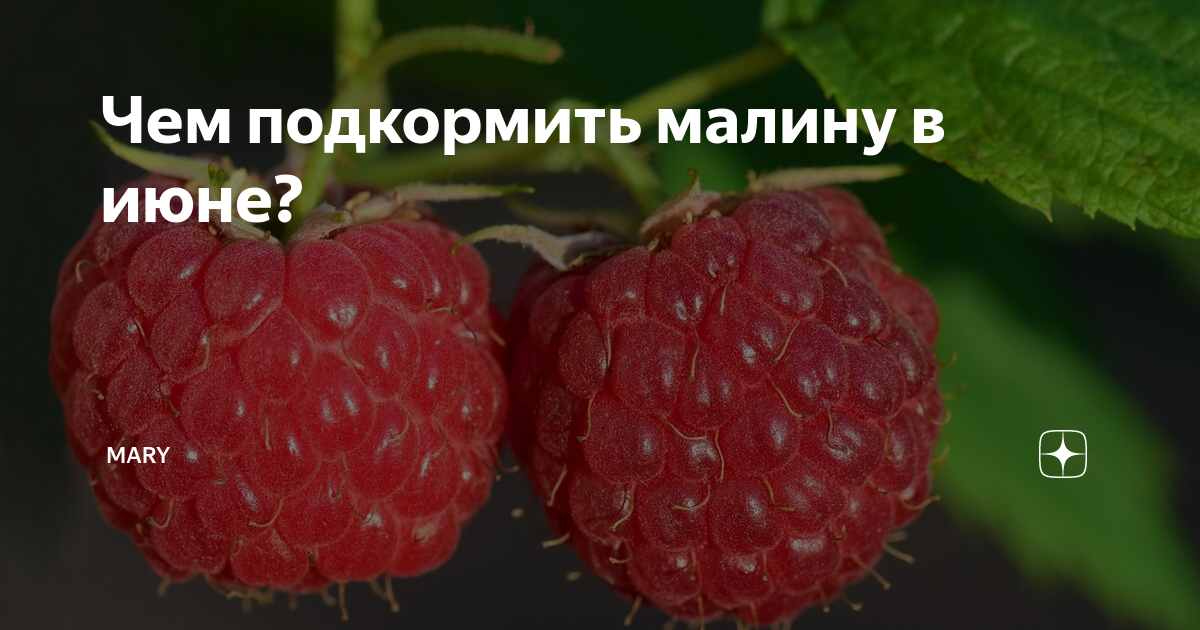 Малина солнышко описание сорта. Чем подкормить малину. Как подкормить малину азотом. Удобрение для малины фото упаковок.