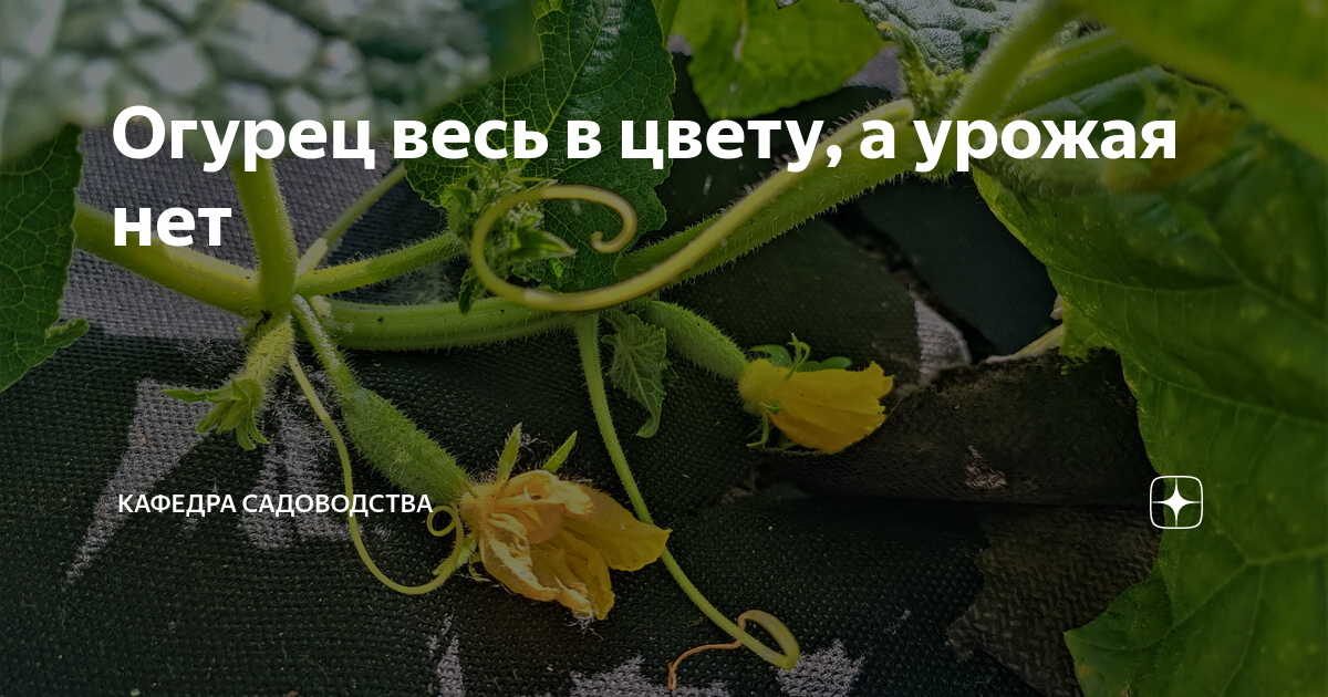 Огурцы цветут а завязи нет. ПУСТОЦВЕТ. Когда огурцы зацветают. Как узнать ПУСТОЦВЕТ на огурцах или нет. Как обрывать огурцы.