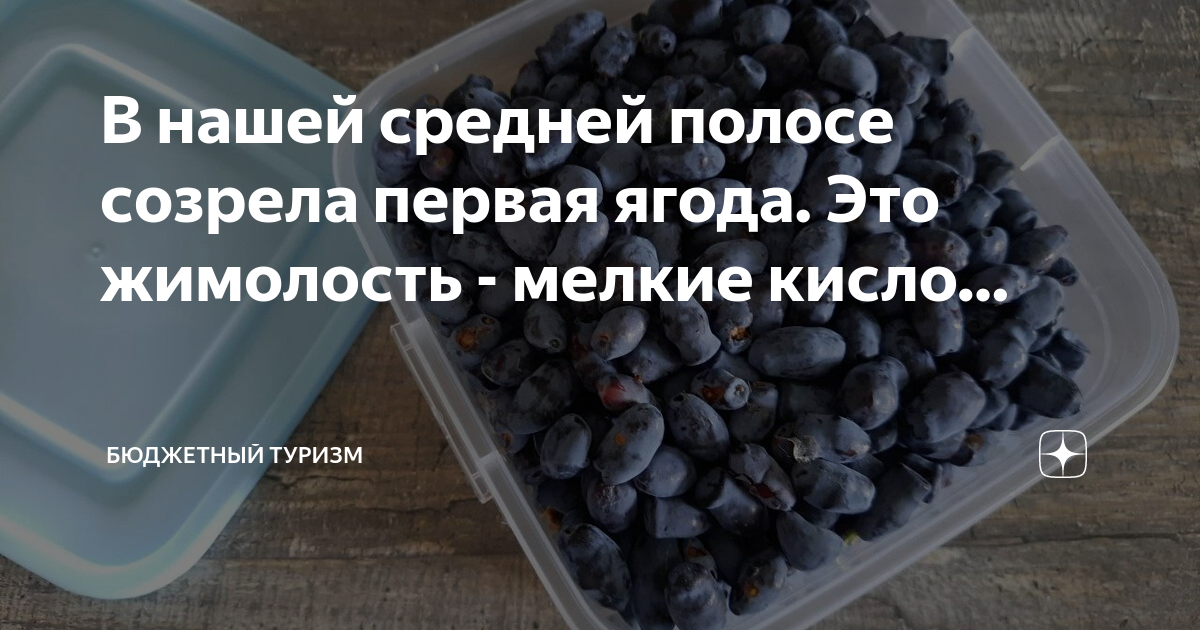 Почему жимолость мелкая и кислая. Созревание ягод. Жимолости ягод плесень. Жимолость когда созревает ягода. Как понять что жимолость созрела.