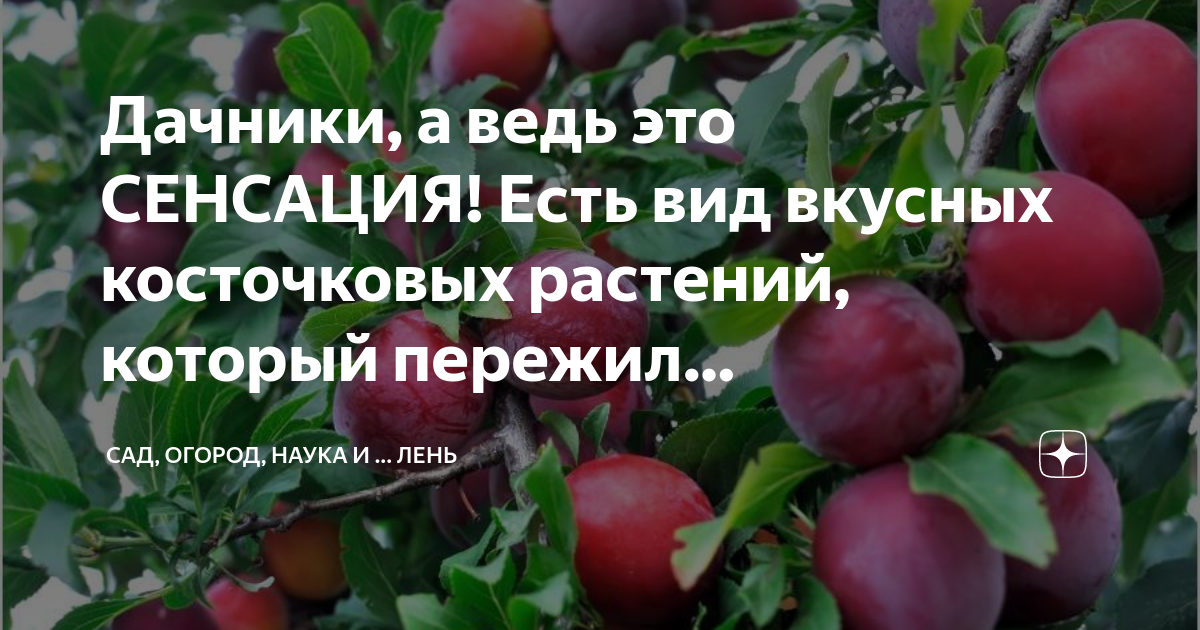 Дачники, а ведь это СЕНСАЦИЯ! Есть вид вкусных косточковых растений ...