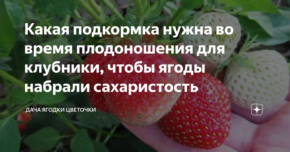Клубника чем подкормить весной. Подкормка клубники во время плодоношения. Подкормка клубники во время цветения и плодоношения. Подкормка земляники во время плодоношения. Подкормить клубнику в начале плодоношения.
