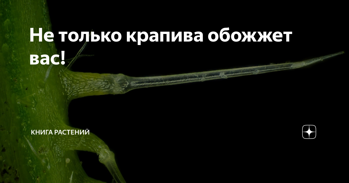 Не только крапива обожжет вас! | Книга растений | Дзен