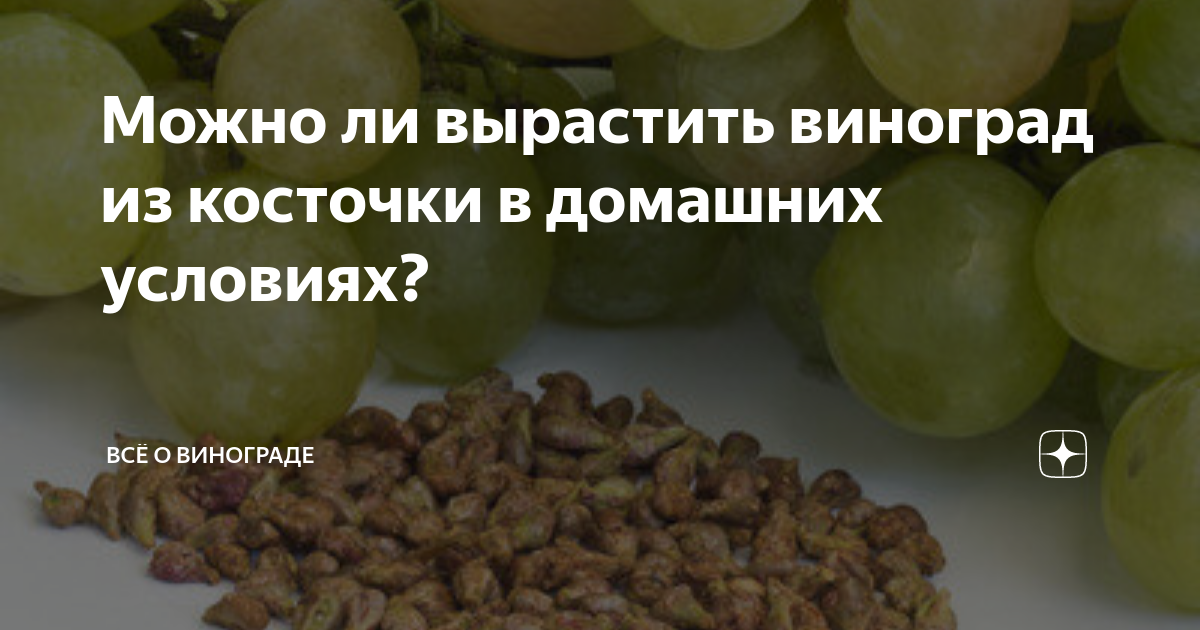 Выращиваем виноград из косточки в домашних условиях: можно ли?