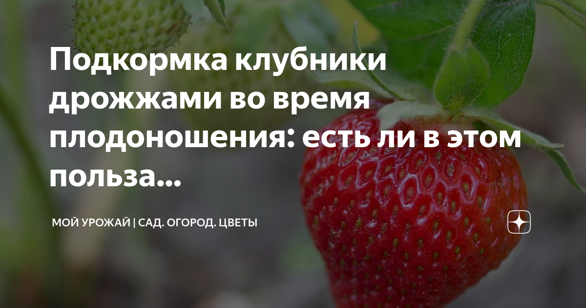 Подкормка клубники во время плодоношения дрожжами рецепт. Подкормка земляники. Удобрение для клубники. Подкормка клубники. Схема внесения удобрений для клубники.